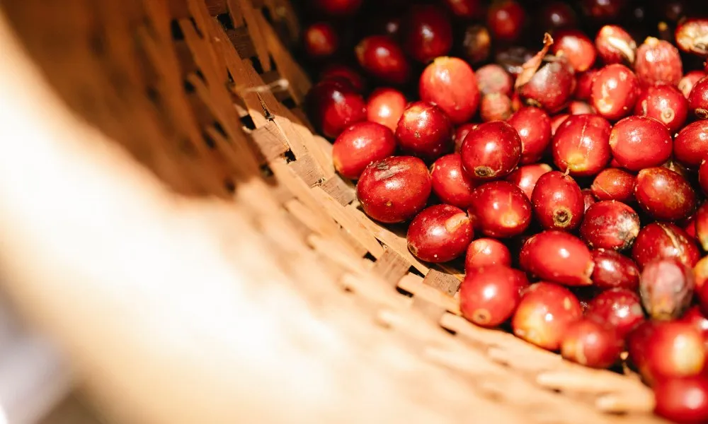 Castillo and Caturra coffee beans