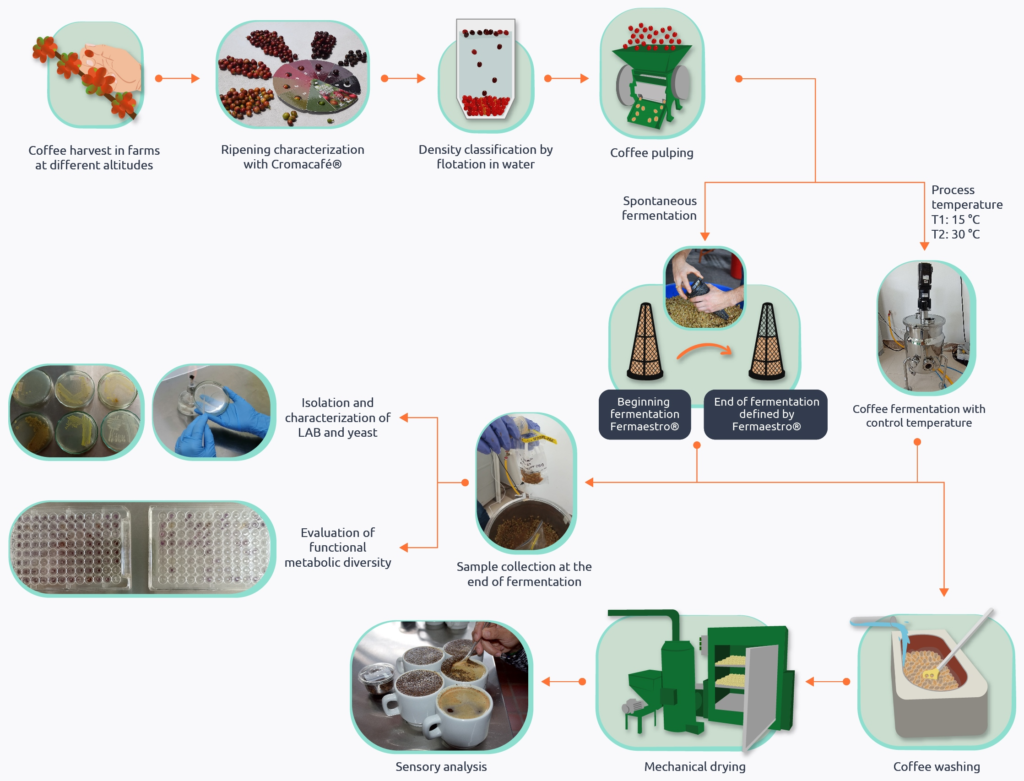 Fermentation Risks and Control of coffee
