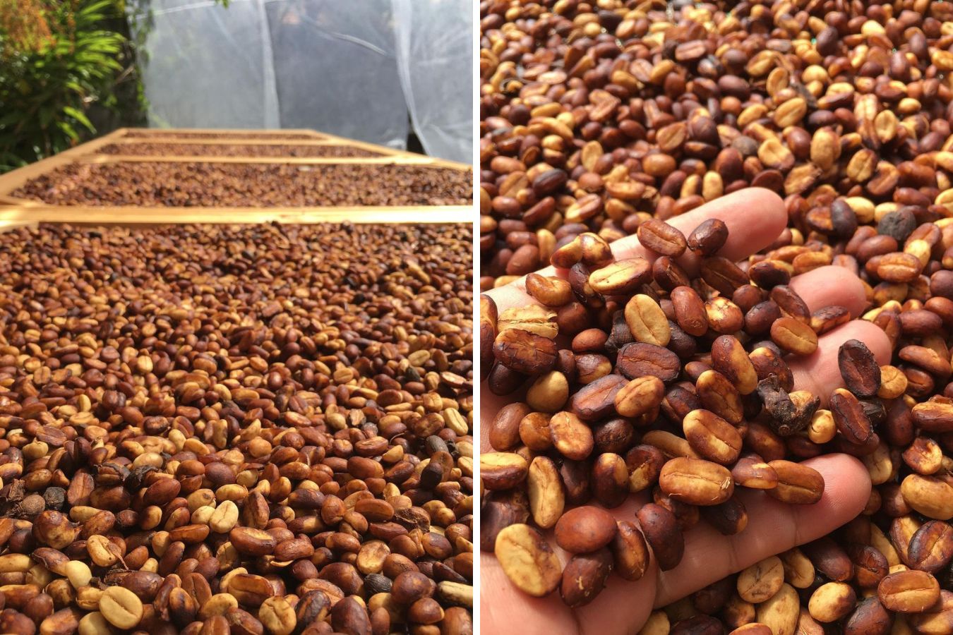 extended fermentation coffee