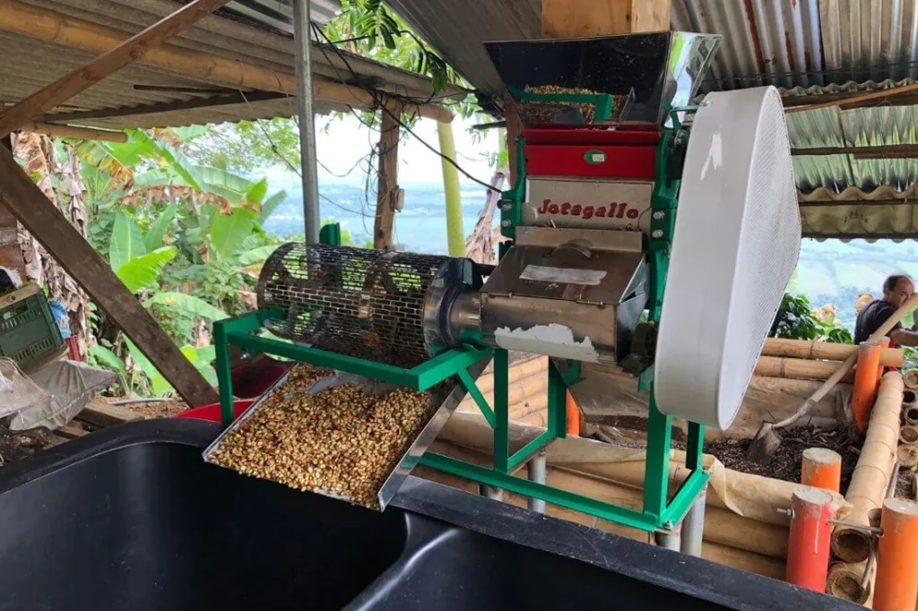 Fermentation Process in Colombian Coffee