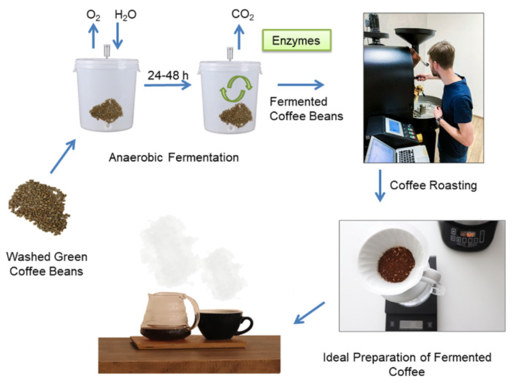 Roasting Considerations for Fermented Coffees