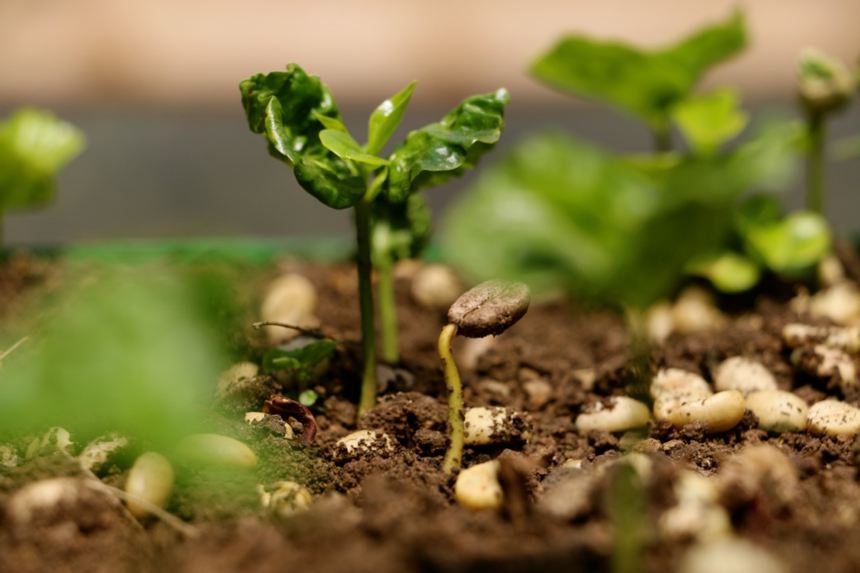 Soil Affects Espresso Flavor
