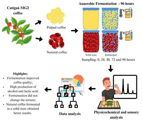The basic definition Fermentation in Coffee