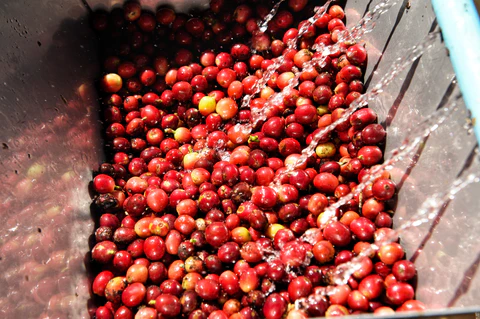 Traditional Fermentation in Colombia Washed Process Fermentation