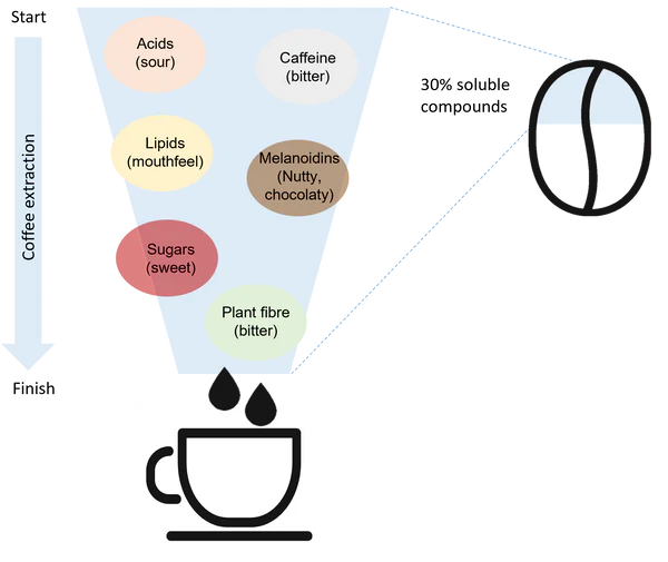 Flavor Impacts of Fermentation on Espresso