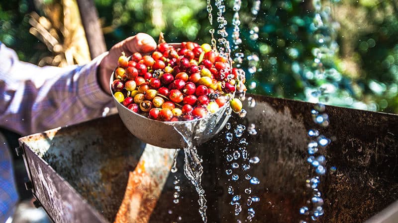 Colombia’s Coffee Processing The Washed (Wet) Method and Experimental Processes Gaining Traction