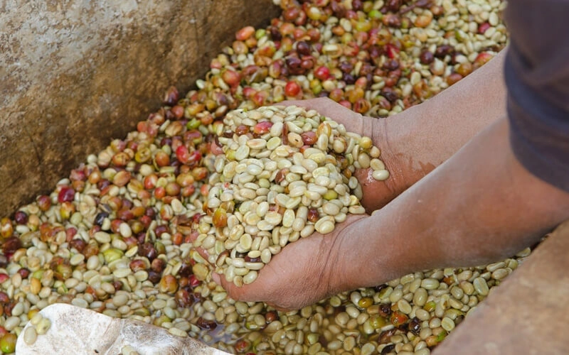 The Fermentation Process in Colombian Coffee and Its Effect on Espresso