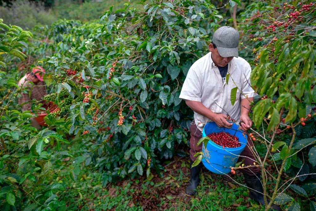 Microclimate-Driven Beans Work So Well for Espresso
