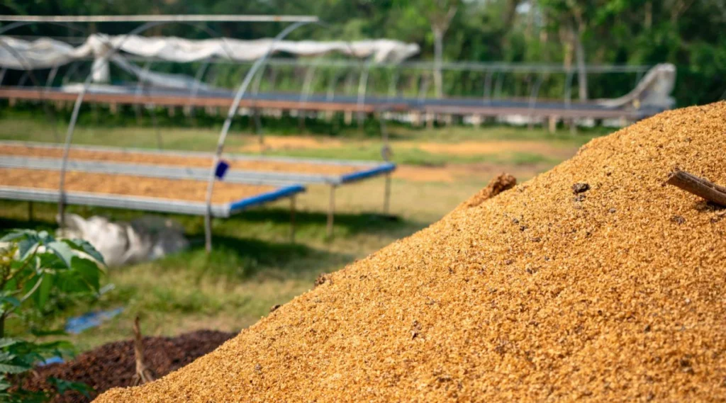 The Journey of Colombian Coffee Beans
