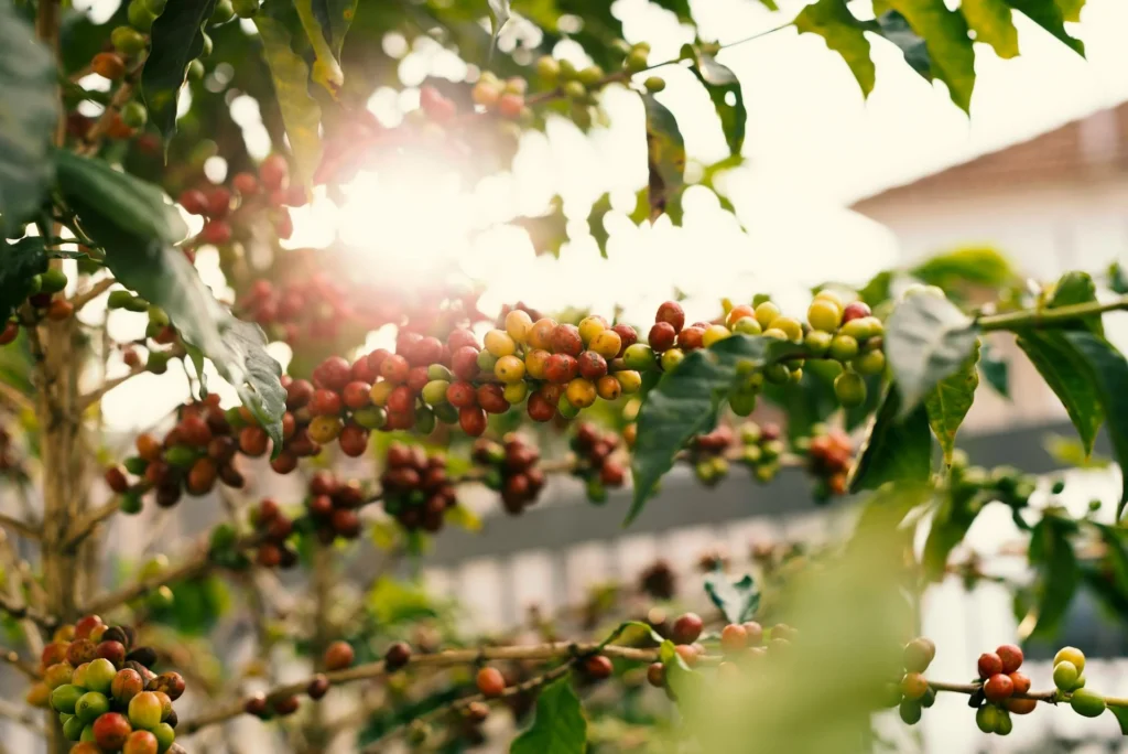 Microclimates in Colombia and Their Influence on Espresso Beans