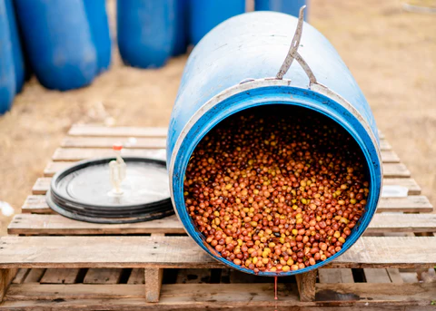What Is Anaerobic Fermentation? Colombian Coffee Fermentation