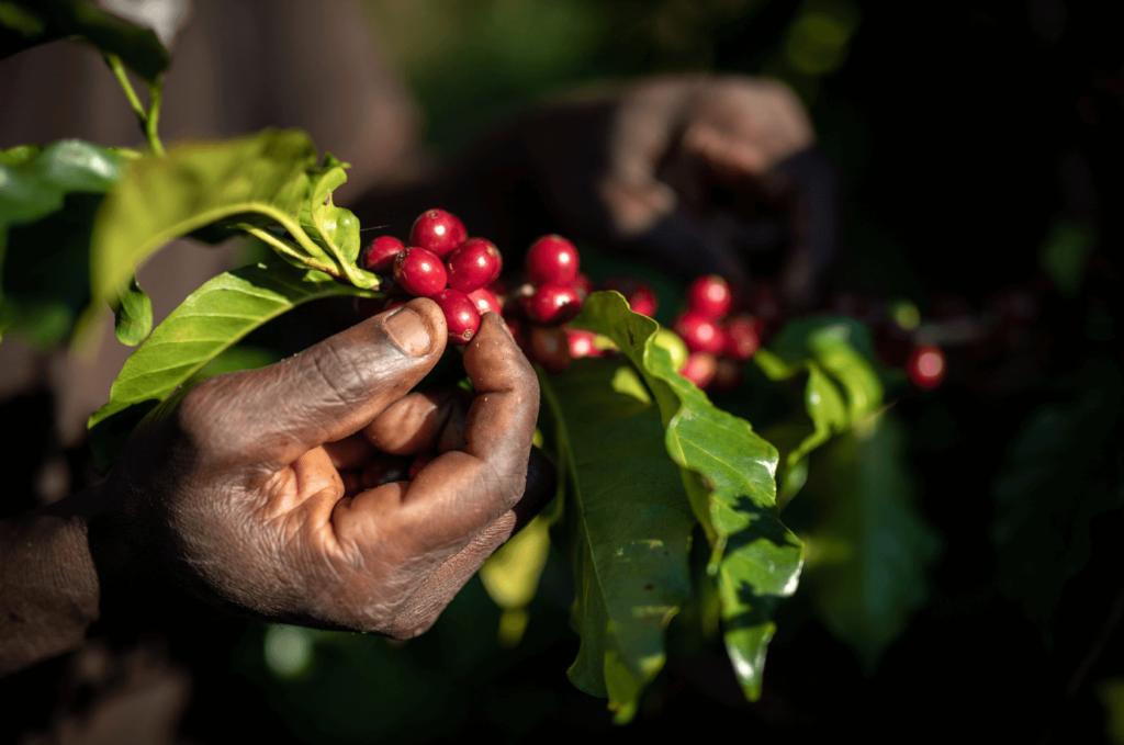 Sustainability and Environmental Impact