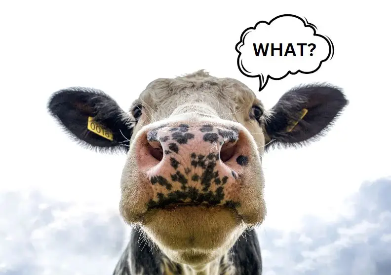 How to Froth Dairy Milk