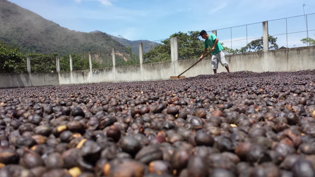 Natural Processing coffee