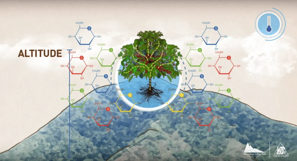Altitude, Processing, and Tasting Notes coffee
