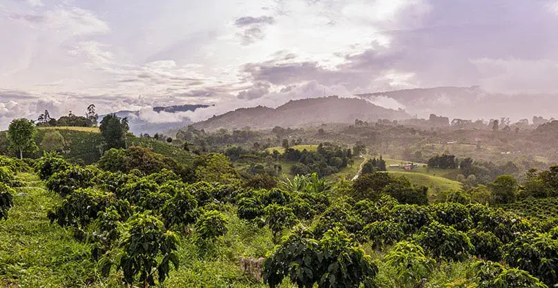 Huila is Colombia's largest coffee-producing department