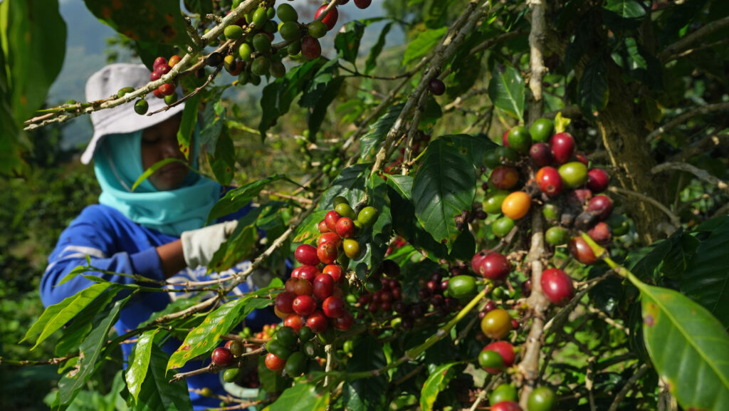 What Are Coffee Beans and Origins: The Foundation