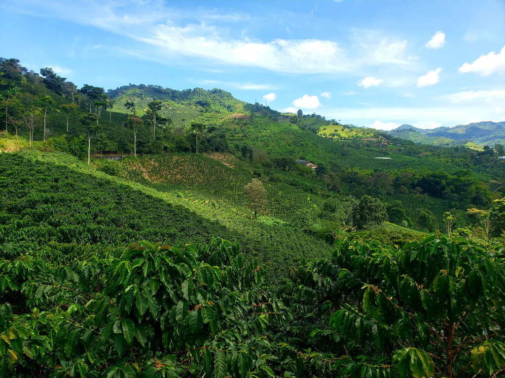 Cauca Region coffee